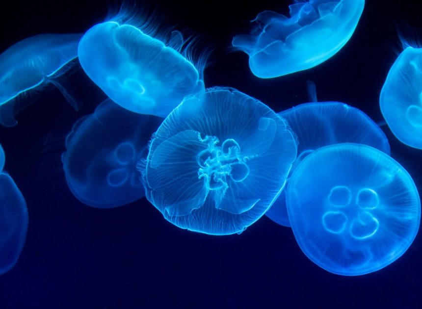 Explorar las profundidades del océano es un reto colosal. Alguien ha tenido una idea: convertir a las medusas en «cyborgs»